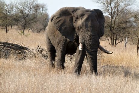 Jihoafrická republika - Národní park Addo Elephant